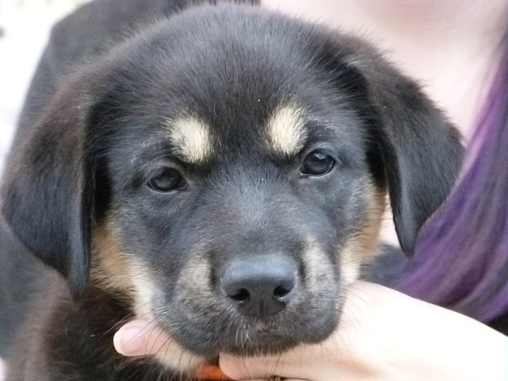 chinook puppy